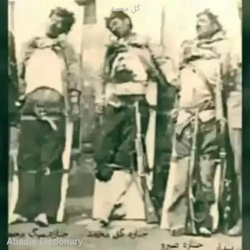 گل محمد